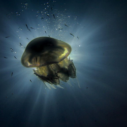 Discover the beauty of diving near Varna Discover the beauty of diving near Varna