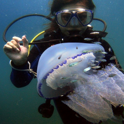 Discover the beauty of diving near Varna