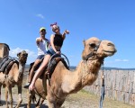 Прекарайте един незабравим приключенски ден с усещане за Египет с Езда на камила за двама в Камел парк, Слънчев бряг от Makaroon