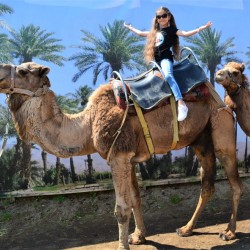 With a feel of Egypt: Camel ride for two + 1 child up to 12 years old in Camel Park, Sunny Beach