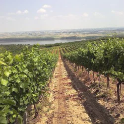 Винена дегустация "Винолюбител" в Шато Бургозоне за двама Винена дегустация "Винолюбител" в Шато Бургозоне за двама