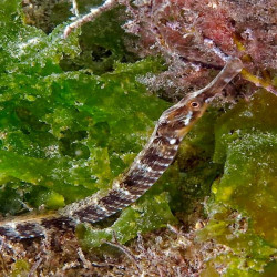 Морско приключение - гмуркане край Несебър Морско приключение - гмуркане край Несебър