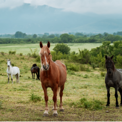 3-hour horseback riding and ATV ride for two near the village of Ustina, Plovdiv