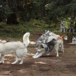 Приключение с кучешки впряг в планината за трима