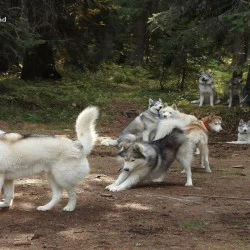 Приключение с кучешки впряг в планината за трима