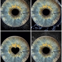 Special and meaningful gift with Iris photography in Pleven - three irises in a frame + еffect 