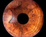 Частица от душата в картина с Ирисова фотография в Плевен от Makaroon