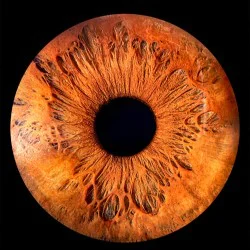 Специален и значим подарък с Ирисова фотография в Плевен - заснемане на един ирис Специален и значим подарък с Ирисова фотография в Плевен - заснемане на един ирис