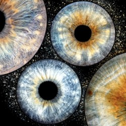 Special and meaningful gift with Iris photography in Pleven - three irises in a frame + еffect 