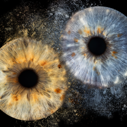 Изкуство и индивидуалност с Ирисова фотография в Русе - заснемане на два ириса в рамка