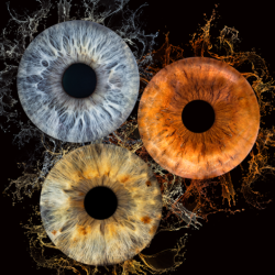 Art and individuality with Irisova Photography in Ruse - shooting three irises