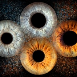 Iris photography in Stara Zagora – art hidden in the eyes - Capturing four irises in a frame