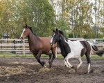 Усетете вкуса на свободата с "Конна езда в красивите поляни на с. Банкя и планина Люлин" от Makaroon