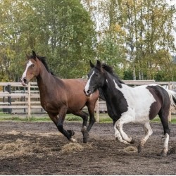 Horse riding for two  in the beautiful meadows of Bankya village and Lyulin mountain