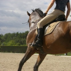 Конна езда в красивите поляни на гр. Банкя и планина Люлин Конна езда в красивите поляни на гр. Банкя и планина Люлин
