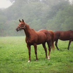 Horseback riding for two in nature + visit to TARA farm in the Plovdiv region