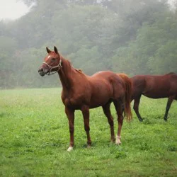 Разходка с кон за двама сред природата + посещение на ферма ТАРА в района на Пловдив Разходка с кон за двама сред природата + посещение на ферма ТАРА в района на Пловдив