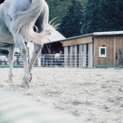 Horse Riding Lesson around Plovdiv