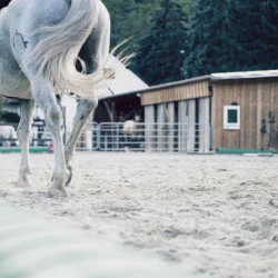 Урок по езда на манеж около Пловдив