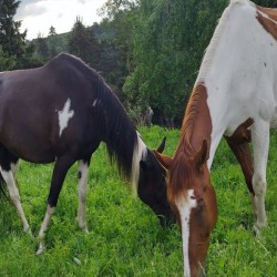 Horseback riding for two - in time with the nature of Borovets