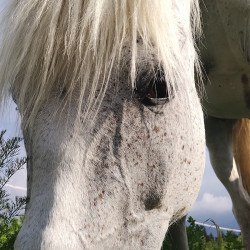 Horseback riding for two - in time with the nature of Borovets