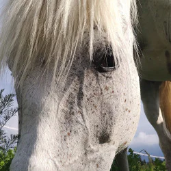 Разходка с кон за двама – в такт с природата на Боровец Разходка с кон за двама – в такт с природата на Боровец