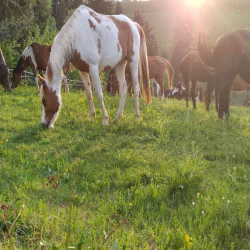 Романтична разходка за двама на кон и обяд сред дивата природа на Боровец