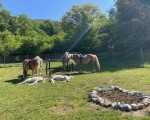 Спокойствие, красота и... коне - насладете се на Конна езда из природата на Стара планина и с. Кърнаре от Makaroon
