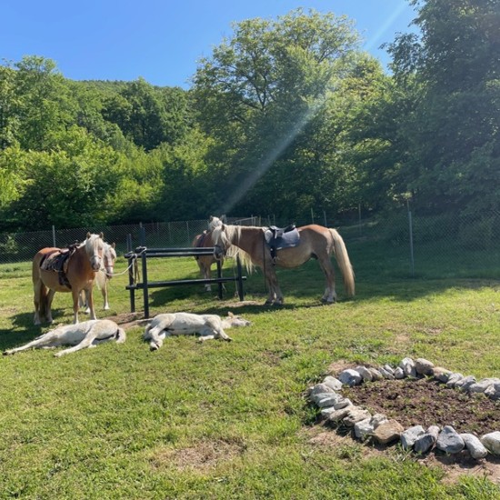 Peace, beauty and... horses - enjoy Horseback riding in the nature of the Balkan Mountains and the village of Karnare from Makaroon Peace, beauty and... horses - enjoy Horseback riding in the nature of the Balkan Mountains and the village of Karnare from Makaroon