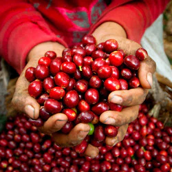 Опитайте най-ексклузивното кафе в света с „Дегустация на Копи Лувак“