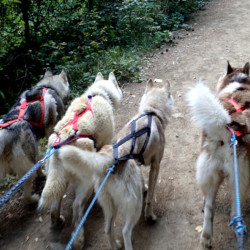 Приключение с кучешки впряг в планината 