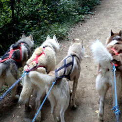 Приключение с кучешки впряг в планината  Приключение с кучешки впряг в планината
