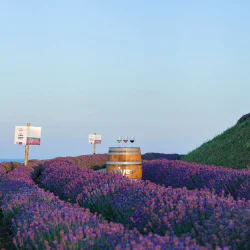 Специален винен и исторически тур за двама в ДиВес Естейт, Поморие Специален винен и исторически тур за двама в ДиВес Естейт, Поморие