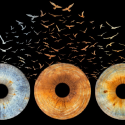 Seal the depths of the soul with iris photography -  three irises