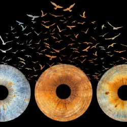 Превърнете вашите очи в уникална картина с ирисова фотография в София- заснемане на три ириса