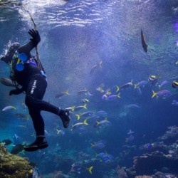 Diving in Halkidiki for beginners: Discover Scuba Diving