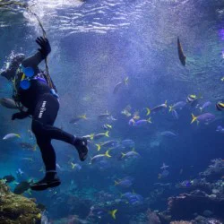 Гмуркане на Халкидики за начинаещи: Discover Scuba Diving