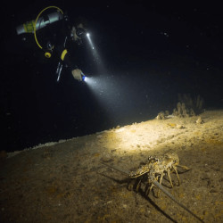 A unique gift - night diving near Nessebar A unique gift - night diving near Nessebar