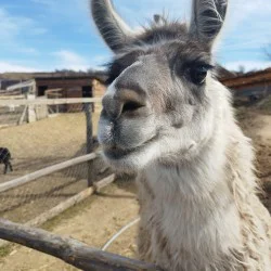 Приключение в света на животните с „Посещение в Зоокът Дъбница“ за четирима Приключение в света на животните с „Посещение в Зоокът Дъбница“ за четирима