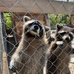 Приключение в света на животните с „Посещение в Зоокът Дъбница“ за четирима Приключение в света на животните с „Посещение в Зоокът Дъбница“ за четирима