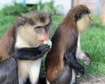 Подарете си едно невероятно преживяване в животинския свят с Посещение за двама + 2 деца в зоопарк Бургас от Makaroon Подарете си едно невероятно преживяване в животинския свят с Посещение за двама + 2 деца в зоопарк Бургас от Makaroon