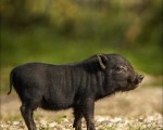 Подарете си едно невероятно преживяване в животинския свят с Посещение за двама в зоопарк Бургас от Makaroon