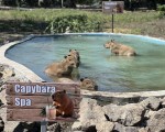Подарете си едно невероятно преживяване в животинския свят с Посещение за двама + 2 деца в зоопарк Бургас от Makaroon Подарете си едно невероятно преживяване в животинския свят с Посещение за двама + 2 деца в зоопарк Бургас от Makaroon