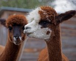 Подарете си едно невероятно преживяване в животинския свят с Посещение за двама + 2 деца в зоопарк Бургас от Makaroon Подарете си едно невероятно преживяване в животинския свят с Посещение за двама + 2 деца в зоопарк Бургас от Makaroon