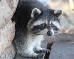 Подарете си едно невероятно преживяване в животинския свят с Посещение за двама + 2 деца в зоопарк Бургас от Makaroon Подарете си едно невероятно преживяване в животинския свят с Посещение за двама + 2 деца в зоопарк Бургас от Makaroon