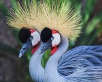 Подарете си едно невероятно преживяване в животинския свят с Посещение за двама в зоопарк Бургас от Makaroon