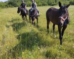 Природа, коне и релакс с "Езда сред природата за начинаещи в с. Батошево" от Makaroon