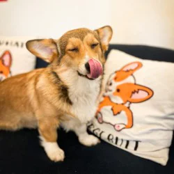 Десерт и топла напитка за двама в компанията на коргита в Корги Кафене Десерт и топла напитка за двама в компанията на коргита в Корги Кафене