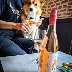 Tasting of 3 types of wine for two in the company of corgi puppies