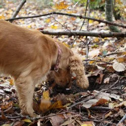 Превърнете се в модерни кулинарни златотърсачи с  „Лов и дегустация на трюфели край Варна“  Превърнете се в модерни кулинарни златотърсачи с  „Лов и дегустация на трюфели край Варна“